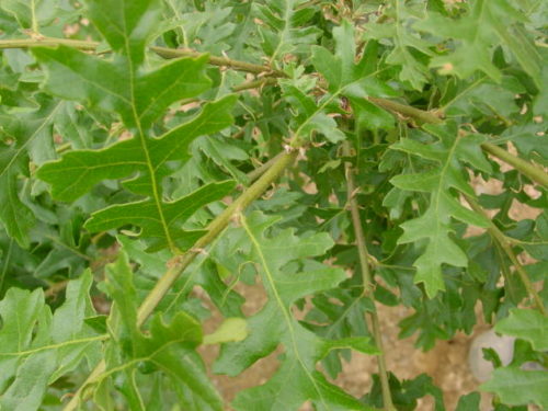 Quercus Cerris